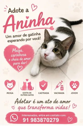 Gatinha castrada para adoção 