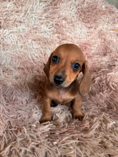 Filhotes de Dachshund pelo curto