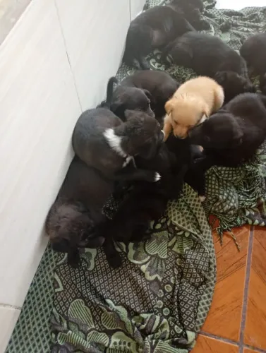 Estou doando esses cachorrinhos