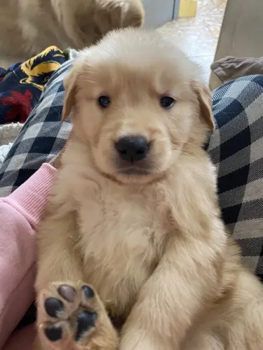 GOLDEN RETRIEVER