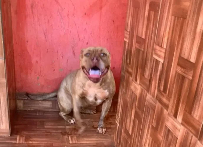 Pitbull 