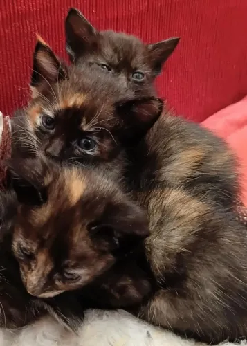 URGENTE! Gatas para doação e já comem ração.