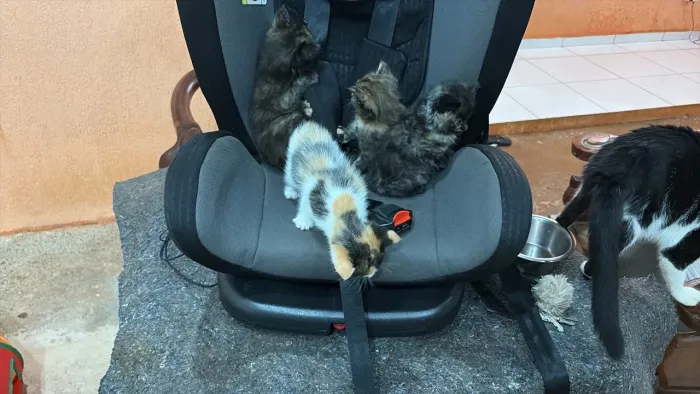 Doação de gatinhos