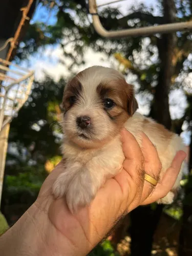 Filhote Shihtzu pedigree