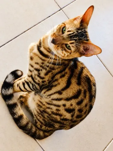 Gato Bengal inteiro