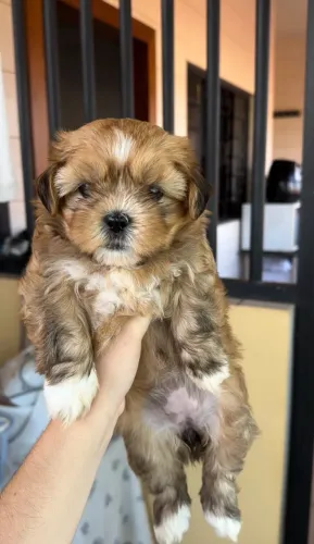 Shih tzu femea douradinha