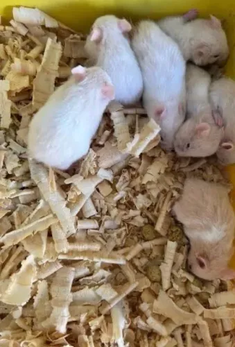 Hamsters Anão Russo