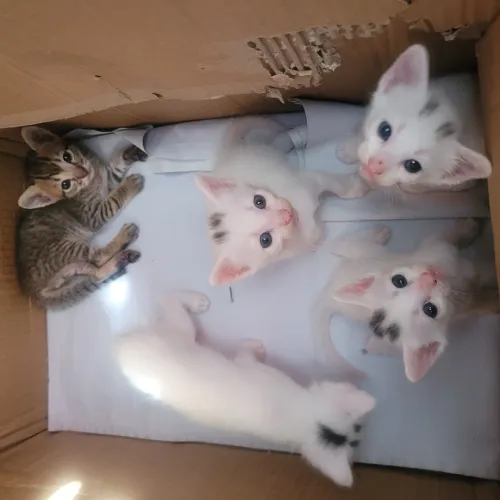 Gatos para adoção. 