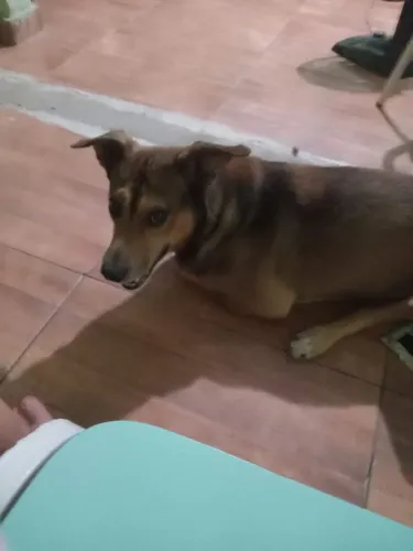 Doa se um cachorro srd