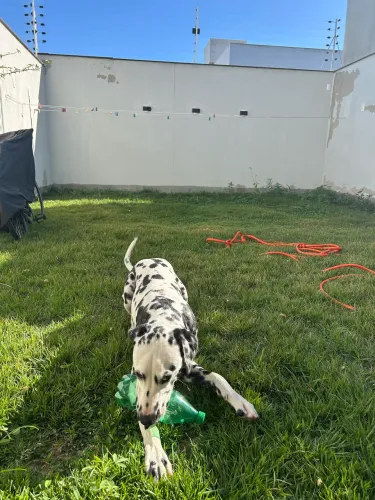 Cachorro dálmata 