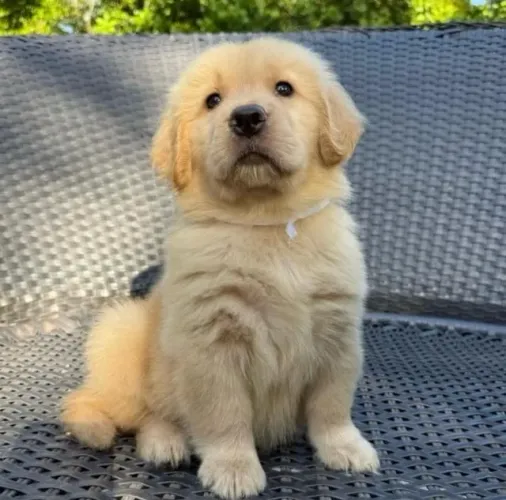 Filhotes de Golden Retriever | Doçura que te derrete na hora.