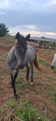 Égua rosilha negra/moura prenha de jumento pêga registrado