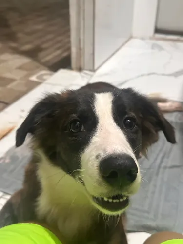 Cadelinha para adoção de 9 meses super dócil