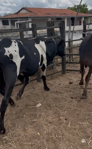 Vendo 4 animais 2 garrote e duas novilha