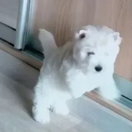 West Terrier Filhote Branco Muito Feliz