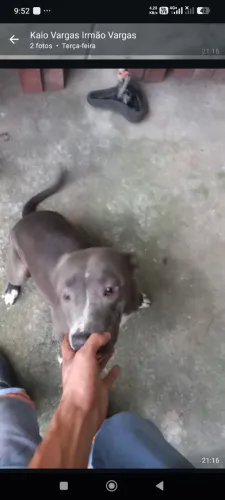 Doação de cachorro