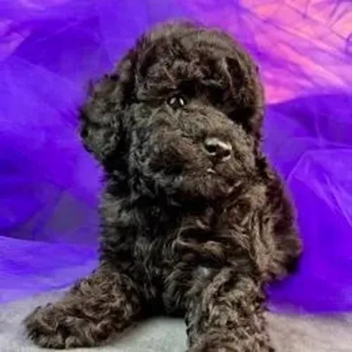 Poodle,Poodle Filhote Muito Amoroso e Dócil