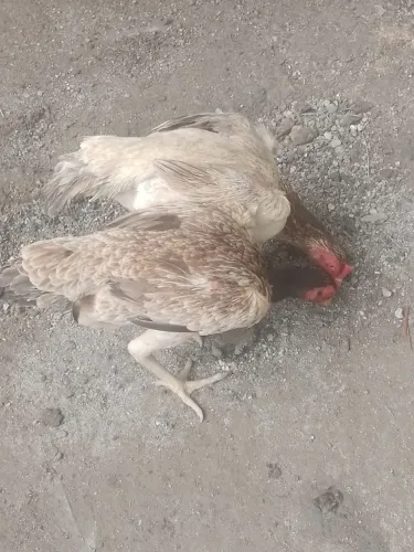 Galinha e galu carioca 