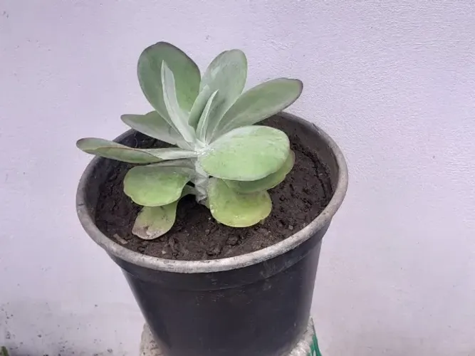 Plantas