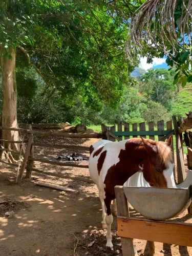 VENDE-SE CAVALO PAMPA INTEIRO MM