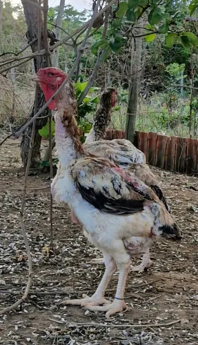 ÍNDIO GIGANTE 