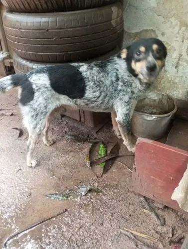 Doação de cachorros
