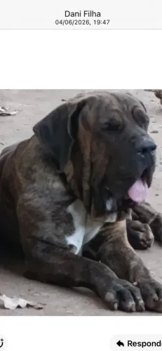 Filhote de Fila Brasileiro