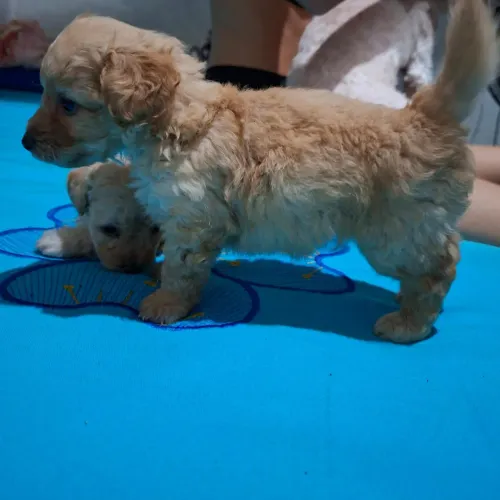 Poodle macho