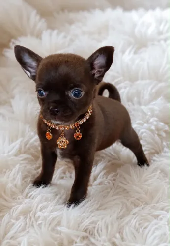 Chihuahua fêmea puro luxo com pedigree 