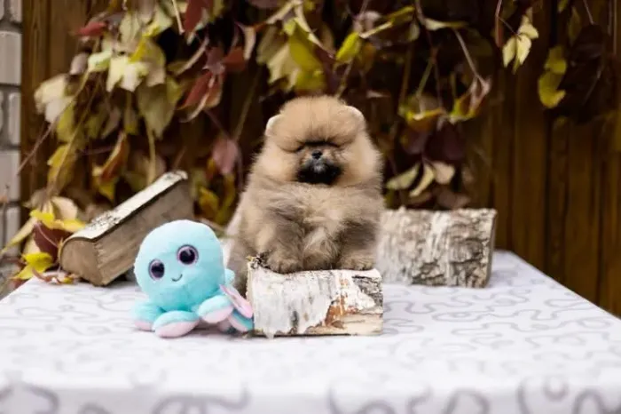Lulu da Pomerânia