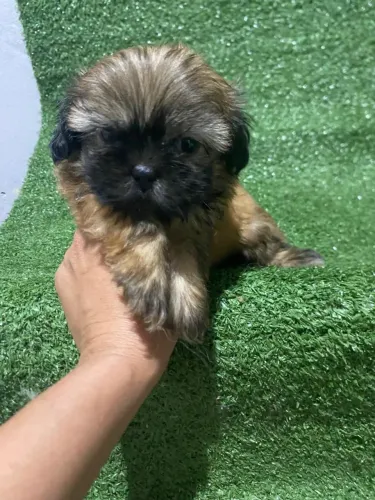 Shihtzu fêmea dourado 