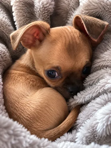 Filhote de Pinscher