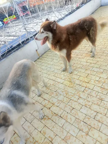Procura namorada pro meu husky siberiano