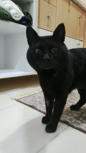 Gatinho Resgatado para adoção