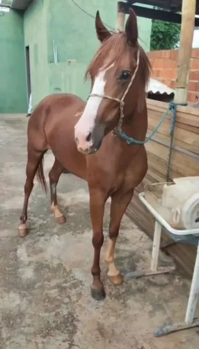Égua mm