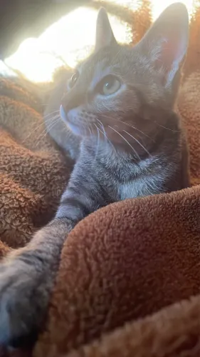 Doação gato fêmea filhote 