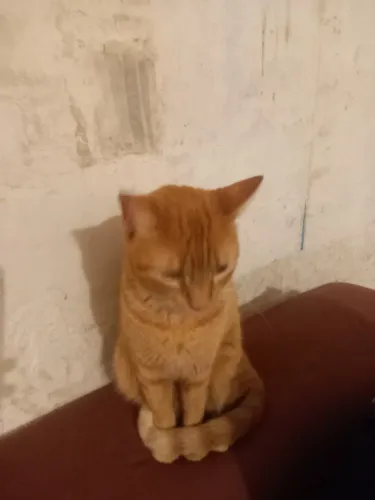 gata laranja dócil