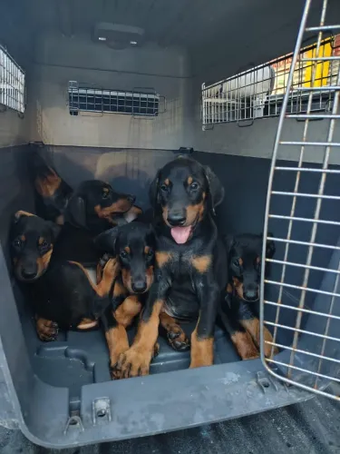 Doberman - Filhotes Disponíveis