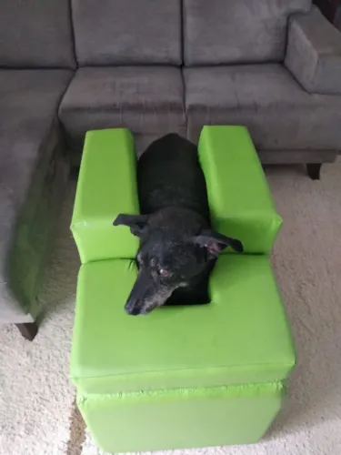 SUPORTE PARA CÃO PARAPLÉGICO