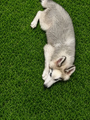 Husky Siberiano