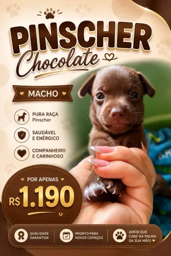 Pinscher 