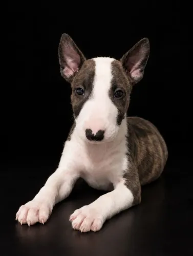 Filhote Bull Terrier Macho Mini Tigrado Colorido RajadoPreto