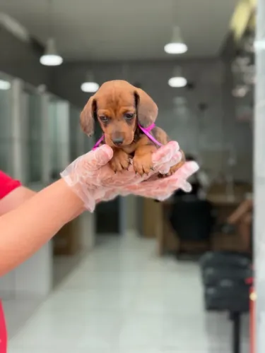 Salsicha Arlequim Encantadora - Fofura Rara com Segurança