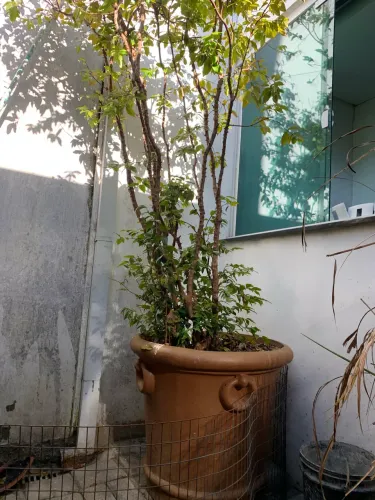 Pé de jabuticaba