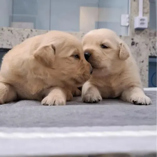 Golden Retriever Seu próximo melhor momento começa aqui