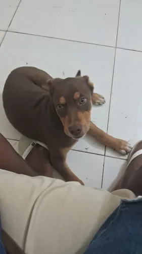 Pitbull raça limpa 3 meses 
