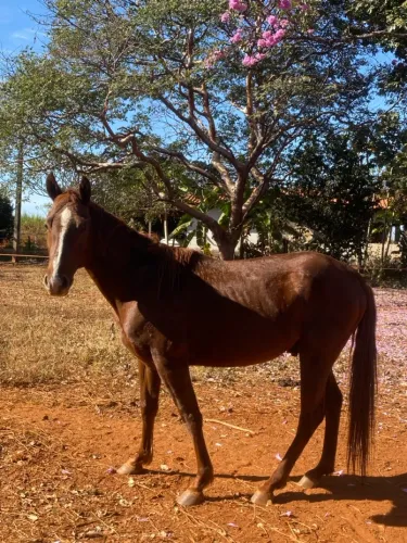 Garanhão Quarto de Milha Puro