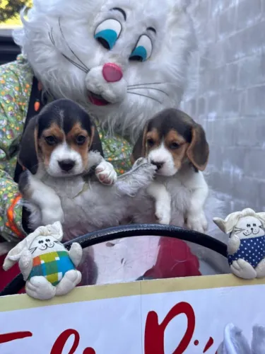beagle filhotinho