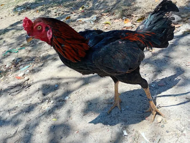 Frango de raça