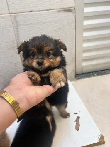 Filhote de yorkshire com Lulu da pomerania